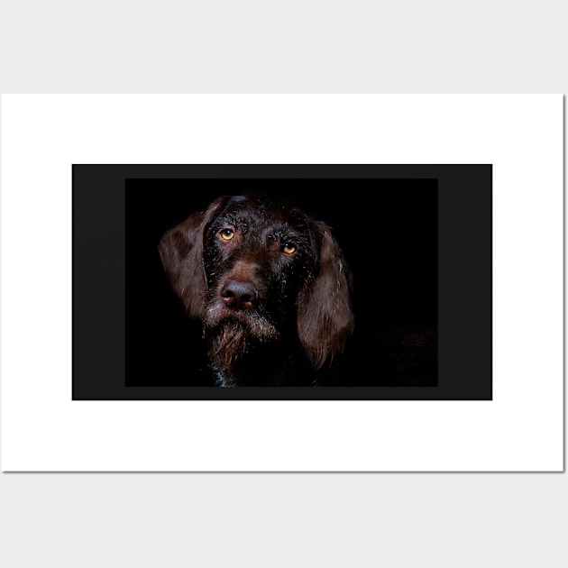 German Wirehaired Pointer Portrait Wall Art by heidiannemorris